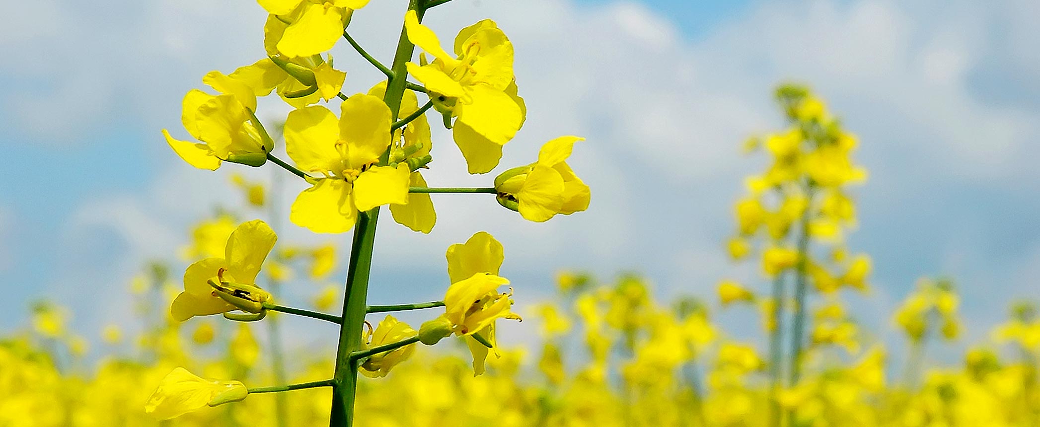 Dutch Biolube Start-up Gets Subsidy Dutch Biolube Start-up Gets Subsidy
