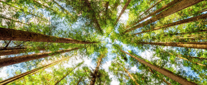 LREM-trees-forests-sustainable-2