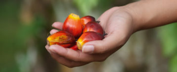 India Cuts Palm Oil Import Duty
