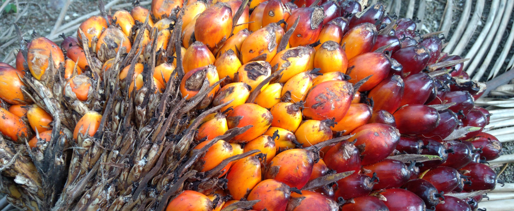 India Wants More Oil Palm