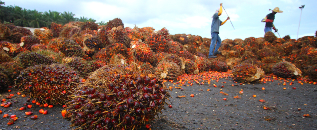 Tax Change to Aid Malaysian Palm Producers