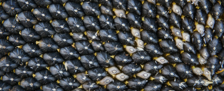 Kline Forecasts Growth for Bio-lubes